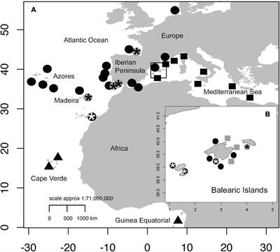 Genetic and Morphological Evidence to Split the Coris julis Species Complex (Teleostei: Labridae) Into Two Sibling Species: Resurrection of Coris melanura (Lowe, 1839) Redescription of Coris julis (Linnaeus, 1758)